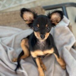 Adopt a dog:BABY SHIRLEY/Chihuahua/Female/Baby,Baby Shirley is adorable girl who is shy but friendly and good with other dogs. Shirley is an absolute sweetheart who loves to play, but also enjoys a good snuggle.  She is a fantastic listener and is always up for an adventure.  Baby Shirley came to us from a shelter with her sister.  Again she is shy but her sweet and friendly demeanor quickly won over the volunteers. She is looking for a family who is willing to teach her right from wrong and make a lifetime commitment.   In the meantime she is hanging out with her sister Laverne.  If you're looking for a fun-loving and affectionate companion, Baby Shirley is the perfect addition to your family!    She currently weighs 5.10 lbs and is about 3 1/2 -4 months old as of Sept 1  2024 


How to Adopt a Dog from ARF
Animal Rescue of Fresno is a Volunteer Managed & Operated Dog Rescue.
We are available by Appointment Only.  
Adoptions begin with an Approved Application you can find the application at our website at www.arf-fresno.com 


Application can be found in the drop-down menu above, click 