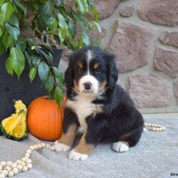 Bandit/Bernese Mountain Dog									Puppy/Male	/6 Weeks