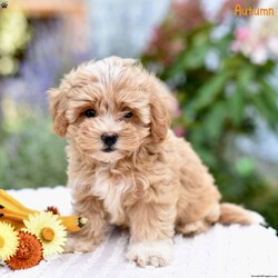 Autumn/Maltipoo									Puppy/Female	/9 Weeks,We have adorable Maltipoo puppies eagerly looking for their forever, loving homes! These sweet little ones are a perfect mix, with their mom, Raven, being a Toy Poodle, and their dad, Rascal, a Maltese. Their unique blend of breeds makes them hypoallergenic, playful, and incredibly affectionate.