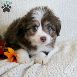 Lucy/Mini Aussiedoodle									Puppy/Female	/8 Weeks,Meet thi loving one of a kind Mini Aussiedoodle puppy with a heart of gold! This little cuite loves attention and come up to date on shots and dewormer. Our puppies are examined by our vet prior to joining their new homes! We also do genetic testing on our parents and offer an extended health guarantee. We focus on early socialization and our children love to play with the puppies each day to help socialize them. To learn more about our puppies contact us today! 