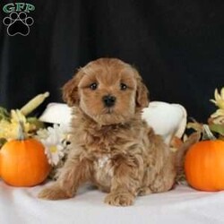 Emmitt/Maltipoo									Puppy/Male	/6 Weeks,This is Emmitt, a kissable Maltipoo puppy who loves to cuddle and play! This perfectly precious pooch is well socialized and ready to meet you! Emmitt will come home vet checked, up to date on shots and de-wormer, and with a 30 day health guarantee and an extended genetic health guarantee, both provided by the breeder. Call Countryside Puppies today to hear more and schedule a visit!