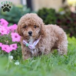 Ceila/Miniature Poodle									Puppy/Female	/8 Weeks,Meet Ceila, the cutest AKC Mini Poodle. She loves to play and has boundless energy. She is always ready for a game of fetch, a brisk walk, or any fun activity that involves their favorite humans. Her playful nature makes her a joy to have around. She has a stunning coat that is both hypoallergenic and non-shedding, perfect for those with allergies. Her fur is beautifully groomed, and she has a graceful presence that turns heads wherever she goes. Poodles are known for their adaptability. They are comfortable in various environments, from bustling city apartments to spacious suburban homes. They get along well with children, other pets, and enjoy being part of family activities.