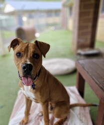 Fletch/American Staffordshire Terrier/Male/10 Months,Hey there, I'm Fletch! I'm a 10-month-old male large breed mix puppy looking for a forever home. I am a tall, leggy boy with plenty more growing to do; I am currently around 27kg. With lots and lots of energy to burn, I would suit a family who can keep up with me. I love learning about life, and I'm eager to explore new things each day. I would suit a home where I'm not left alone for extended periods as I love hanging out with my humans and doing all the fun stuff together. I do love company, but I'm also okay with some alone time if I have things to keep busy and a place to access inside your home where I can retreat to and rest. I don't mind other dogs, I love to have a rough and tumble with some doggy friends during my time at shelter and while I was in foster care. Though I'm a high-energy pup, I would prefer a quiet and calm household where I can relax after my daily playtime. I'm young and eager to learn, so I would love a family who can help me learn all about life. And remember, I'm still a puppy, so I'd be best in a home with kids 12 years or older as I may knock the little ones over – my spatial awareness needs some fine-tuning hahaha! I can't wait to meet you and start our adventures together!