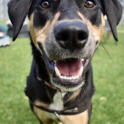 Freya/Staffordshire Bull Terrier / Dobermann/Female/10 Months,Hi there! My name is Freya, and I'm a 7-month-old pup on the lookout for my forever home. I may be young, but I've got heaps of potential and a whole lot of smarts up my furry sleeve! You see, I can be a tad fearful at times, especially when I'm in new places or meeting new people. But hey, who can blame me? The world can be a big, scary spot for a pup like me! I just need a patient family who understands that I might need a bit of time to warm up and get used to my surroundings. But fear not! Once I feel comfortable and safe, I'm as playful and energetic as they come! I love nothing more than bounding around, chasing toys, and exploring every nook and cranny of my new home. And did I mention I'm absolutely adorable? Well, if I do say so myself! Now, here's the scoop on my ideal home: I'm looking for a calm environment where I can catch some Z's and relax after all my adventures. It's important that I'm the only furry friend in the household. I need a family who can tune in to my body language and understand when I need a little space or some extra love and reassurance, this is why Id prefer an adult only household so everyone can learn to understand me. So, if you're searching for a sweet, smart, and oh-so-cute pup to join your family, look no further! I'm ready and waiting to bring joy and laughter into your life. Come meet me, and let's start our journey together! If you want to meet me, fill out the exceptional owners form   or call 0477 064 192 Recommendations: