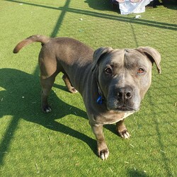 Adopt a dog:Teddy/Staffordshire Bull Terrier/Male/6 Years 2 Months,Hello there, my name is Teddy! I'm a sleepy, old gentleman looking for my new home! I'd suit a quiet home where I can be included as part of the family, coming both inside and outdoors, as well as joining you for regular short strolls, or simply snuggling up on a nice soft bed by your feet in the evening. Any children in the home will need to be calm and confident around dogs. I know sometimes you have to go out, if you leave me with some fun toys, yum treats, fresh water bowl and a sheltered, snuggly bed, I should be safe and happy until you get home. I would benefit from daily enrichment and interactive feeders to help keep my mind and body active. I’d be best as the only dog in the home, as I am not fond of other dogs and would like all the love, pats and attention for myself. Dog parks and off-leash areas are not ideal for me as I do not like rude dogs rushing up to my face and would prefer walks around the neighbourhood or on-lead areas where we can relax and enjoy our time together.  If I sound like the gentleman for you, please come in to meet me. -Level 2 ART Adoption -Quiet home -Dog confident children -Best as only dog -No dog parks -No Small animals/Cats/Pocket pets -Time alone handout -Ongoing positive reinforcement training