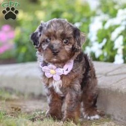 Amy/Cavapoo									Puppy/Female	/10 Weeks,Meet Amy, an adorable Cavapoo who is sure to capture your heart with her sweet nature and playful spirit! With her soft, wavy coat and soulful eyes, this little lady is the perfect blend of her Cavalier dad, Milo, who brings gentle affection, and her Poodle mom, Carli, who adds intelligence and energy to the mix. Milo weighs 18.5lbs and Carli weighs 19lbs.