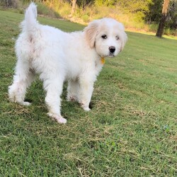 Adopt a dog:McCollum/Great Pyrenees/Male/Baby,Meet McCollum! 

McCollum is a 2 month old Great Pyrenees mix who is ready to find his forever home. This playful pup is full of energy and loves spending time outdoors, whether he's chasing after toys or just exploring the yard. McCollum is a social butterfly who gets along great with other dogs, cats, and kids, making him the perfect addition to any family. He does bark at cats when they won't play with him, but it's all in good fun-he just loves to make new friends!

He's doing an excellent job with potty training and has quickly learned to go outside on a schedule. Plus, McCollum sleeps through the night without any fuss, so you can count on getting a good night's rest. If you're looking for a loyal, fun-loving companion, McCollum might just be the perfect match for you!

To set up a meet and greet or inquire about a dog, please first fill out an application at https://savinghoperescue.org/adopt It doesn't obligate you, but it is the first step. We don't get to all of the inquiries but respond to all applications. Thank you for choosing to rescue!
----------------------PLEASE READ-------------------------------
Our dogs are fostered in Texas but available for adoption in New Jersey with stops in - Manahawkin NJ and Ocean City NJ. These dogs are transported to a predetermined location agreed upon by the rescue.

Our out of state adoption fee is $550 for adults and $650 for puppies. This fee includes: Age-appropriate vaccinations, up to date heart-worm and flea preventative, heart-worm test if over 6 months,  microchip with registration, health certificate, and transport costs. 

As a Saving Hope direct adoption, the adoption interview/meet and greet occurs on video call (Skype, FB Messenger call, Facetime, etc). The adoption application and fee would be finalized prior to transport.