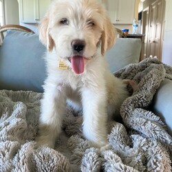 Adopt a dog:McCollum/Great Pyrenees/Male/Baby,Meet McCollum! 

McCollum is a 2 month old Great Pyrenees mix who is ready to find his forever home. This playful pup is full of energy and loves spending time outdoors, whether he's chasing after toys or just exploring the yard. McCollum is a social butterfly who gets along great with other dogs, cats, and kids, making him the perfect addition to any family. He does bark at cats when they won't play with him, but it's all in good fun-he just loves to make new friends!

He's doing an excellent job with potty training and has quickly learned to go outside on a schedule. Plus, McCollum sleeps through the night without any fuss, so you can count on getting a good night's rest. If you're looking for a loyal, fun-loving companion, McCollum might just be the perfect match for you!

To set up a meet and greet or inquire about a dog, please first fill out an application at https://savinghoperescue.org/adopt It doesn't obligate you, but it is the first step. We don't get to all of the inquiries but respond to all applications. Thank you for choosing to rescue!
----------------------PLEASE READ-------------------------------
Our dogs are fostered in Texas but available for adoption in New Jersey with stops in - Manahawkin NJ and Ocean City NJ. These dogs are transported to a predetermined location agreed upon by the rescue.

Our out of state adoption fee is $550 for adults and $650 for puppies. This fee includes: Age-appropriate vaccinations, up to date heart-worm and flea preventative, heart-worm test if over 6 months,  microchip with registration, health certificate, and transport costs. 

As a Saving Hope direct adoption, the adoption interview/meet and greet occurs on video call (Skype, FB Messenger call, Facetime, etc). The adoption application and fee would be finalized prior to transport.