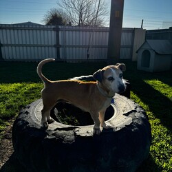 Betty/Welsh Corgi (Pembroke) / Staffordshire Bull Terrier/Female/9 Years 3 Months,Hi there! I’m Betty and I’m a very sweet mature lady who is ready to start a new chapter! I wasn’t in the best condition when I first arrived at the shelter, but I still LOOOOVEE people, and I would love to come home with you and give you all the snuggles on the lounge whilst we watch a movie! Or I’d love to have a nice nap in a round fluffy snuggle bed, they’re so comfy!  As you can probably tell, my legs look a little funny, don’t they? The technical name is “Angular Limb Deformity”, but you may also know it as ‘bow legged’ or ‘knee knocking’. They all mean that my legs are a bit bowed. The vets have checked me over, I can walk around normally, and I am not in pain, but it is important that I don’t become overweight in the future, as this can lead to arthritis. If at any point it seems like I am in pain when trying to walk, it would be best to take me to a vet for a check-up. Whilst I've been in RSPCA's care, I also had a biopsy performed on a lump on my mammary glands, which was a ‘Malignant mass’ (tumor), the tumor was completely removed with no abnormal tissue remaining. Should you be interested in adopting me, our RSPCA veterinarians are happy to provide you with more information.  My pearly whites just had an awesome clean and I had some teeth removed but there are no ongoing issues! So, sometimes I get a little bit worried about being on my own but with the help of my friends here at the shelter, I am starting to learn that some alone time isn’t such a bad thing! You see, all I’ll need is a nice long-lasting chew and something for me to do! I love playing with those cardboard boxes, especially if there’s some treats hidden in them! I have so much FUN when I get to go looking for treats hidden around the yard. Due to being a little Nanna dog, I won’t require lots of exercise, just enough to keep my mind active and sniff all the stuff and all the things!  I am a friendly dog but due to my excitement with making new friends, I will need to meet all my new friends to ensure we will get along! I’m sure we will though! I’ll also have to meet all members of the household, have secure fencing, indoor/outdoor access and ideally, I would love to have someone at home most of the time to hang out with in a peaceful, home environment. Don’t forget I give great cuddles, so I’ll make it worth your time!  Do you think you have all the love possible to give me? If so, I would love for you to come and meet me! All you must do is contact my people. They know what to do!   Requirements: 