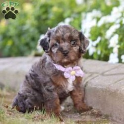 Amy/Cavapoo									Puppy/Female	/10 Weeks,Meet Amy, an adorable Cavapoo who is sure to capture your heart with her sweet nature and playful spirit! With her soft, wavy coat and soulful eyes, this little lady is the perfect blend of her Cavalier dad, Milo, who brings gentle affection, and her Poodle mom, Carli, who adds intelligence and energy to the mix. Milo weighs 18.5lbs and Carli weighs 19lbs.