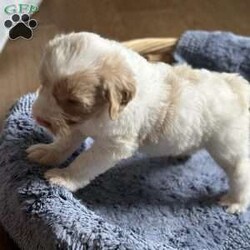 Buster/Mini Goldendoodle									Puppy/Male	/6 Weeks,Happy and playful male Mini Goldendoodle. Raised and socialized with children loves to play with his siblings. Puppies are vet checked and come with a 30 day health guarantee. 