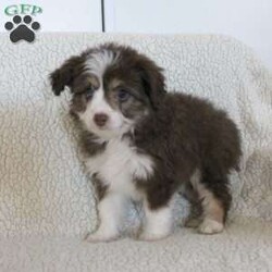 Lucy/Mini Aussiedoodle									Puppy/Female	/8 Weeks,Meet thi loving one of a kind Mini Aussiedoodle puppy with a heart of gold! This little cuite loves attention and come up to date on shots and dewormer. Our puppies are examined by our vet prior to joining their new homes! We also do genetic testing on our parents and offer an extended health guarantee. We focus on early socialization and our children love to play with the puppies each day to help socialize them. To learn more about our puppies contact us today! 