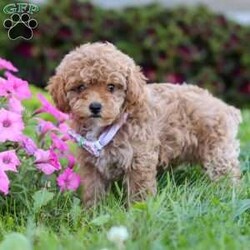 Ceila/Miniature Poodle									Puppy/Female	/8 Weeks,Meet Ceila, the cutest AKC Mini Poodle. She loves to play and has boundless energy. She is always ready for a game of fetch, a brisk walk, or any fun activity that involves their favorite humans. Her playful nature makes her a joy to have around. She has a stunning coat that is both hypoallergenic and non-shedding, perfect for those with allergies. Her fur is beautifully groomed, and she has a graceful presence that turns heads wherever she goes. Poodles are known for their adaptability. They are comfortable in various environments, from bustling city apartments to spacious suburban homes. They get along well with children, other pets, and enjoy being part of family activities.