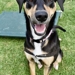 Freya/Staffordshire Bull Terrier / Dobermann/Female/10 Months,Hi there! My name is Freya, and I'm a 7-month-old pup on the lookout for my forever home. I may be young, but I've got heaps of potential and a whole lot of smarts up my furry sleeve! You see, I can be a tad fearful at times, especially when I'm in new places or meeting new people. But hey, who can blame me? The world can be a big, scary spot for a pup like me! I just need a patient family who understands that I might need a bit of time to warm up and get used to my surroundings. But fear not! Once I feel comfortable and safe, I'm as playful and energetic as they come! I love nothing more than bounding around, chasing toys, and exploring every nook and cranny of my new home. And did I mention I'm absolutely adorable? Well, if I do say so myself! Now, here's the scoop on my ideal home: I'm looking for a calm environment where I can catch some Z's and relax after all my adventures. It's important that I'm the only furry friend in the household. I need a family who can tune in to my body language and understand when I need a little space or some extra love and reassurance, this is why Id prefer an adult only household so everyone can learn to understand me. So, if you're searching for a sweet, smart, and oh-so-cute pup to join your family, look no further! I'm ready and waiting to bring joy and laughter into your life. Come meet me, and let's start our journey together! If you want to meet me, fill out the exceptional owners form   or call 0477 064 192 Recommendations: