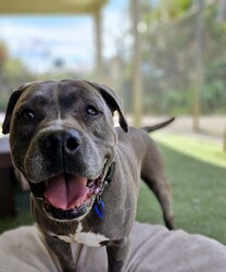 Adopt a dog:Teddy/Staffordshire Bull Terrier/Male/6 Years 2 Months,Hello there, my name is Teddy! I'm a sleepy, old gentleman looking for my new home! I'd suit a quiet home where I can be included as part of the family, coming both inside and outdoors, as well as joining you for regular short strolls, or simply snuggling up on a nice soft bed by your feet in the evening. Any children in the home will need to be calm and confident around dogs. I know sometimes you have to go out, if you leave me with some fun toys, yum treats, fresh water bowl and a sheltered, snuggly bed, I should be safe and happy until you get home. I would benefit from daily enrichment and interactive feeders to help keep my mind and body active. I’d be best as the only dog in the home, as I am not fond of other dogs and would like all the love, pats and attention for myself. Dog parks and off-leash areas are not ideal for me as I do not like rude dogs rushing up to my face and would prefer walks around the neighbourhood or on-lead areas where we can relax and enjoy our time together.  If I sound like the gentleman for you, please come in to meet me. -Level 2 ART Adoption -Quiet home -Dog confident children -Best as only dog -No dog parks -No Small animals/Cats/Pocket pets -Time alone handout -Ongoing positive reinforcement training