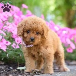 Carla/Cavapoo									Puppy/Female	/7 Weeks,Meet Carla, an adorable F1B Cavapoo who is ready to fill your home with joy and love! With her soft, curly coat and bright, expressive eyes, this little girl is the perfect mix of her Poodle dad, Sammy (12 lbs), and her Cavapoo mom, Beaulah (13 lbs). Her playful personality and gentle demeanor make her a wonderful companion for any family.