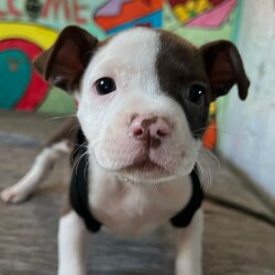 Adopt a dog:Moo/Pit Bull Terrier/Female/Baby,Moo, a delightful pitbull mix puppy, is bursting with energy and charm. With her expressive green eyes and playful spirit, she's sure to capture your heart. While she may be a little feisty when she's not in the mood for cuddles, her playful nature and affectionate personality make her an irresistible companion.

Moo loves to play and explore, and she's always up for an adventure. One of her favorite pastimes is grabbing your pant leg and pretending to pull you around the house, a game she finds incredibly entertaining. Her boundless energy and enthusiasm will keep you laughing and on your toes.

Despite her feisty moments, Moo is a loving and loyal dog. She craves attention and affection, and she'll do anything to be close to her human companions. With a little patience and understanding, you'll discover the gentle soul beneath her playful exterior.

If you're looking for a loyal, energetic, and affectionate companion, Moo is the perfect dog for you. She's a loving and playful puppy who will bring joy and laughter into your life. Don't miss out on the opportunity to adopt this adorable and spirited pup.
