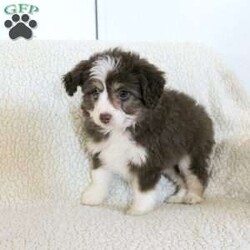 Lucy/Mini Aussiedoodle									Puppy/Female	/8 Weeks,Meet thi loving one of a kind Mini Aussiedoodle puppy with a heart of gold! This little cuite loves attention and come up to date on shots and dewormer. Our puppies are examined by our vet prior to joining their new homes! We also do genetic testing on our parents and offer an extended health guarantee. We focus on early socialization and our children love to play with the puppies each day to help socialize them. To learn more about our puppies contact us today! 