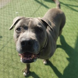 Adopt a dog:Teddy/Staffordshire Bull Terrier/Male/6 Years 2 Months,Hello there, my name is Teddy! I'm a sleepy, old gentleman looking for my new home! I'd suit a quiet home where I can be included as part of the family, coming both inside and outdoors, as well as joining you for regular short strolls, or simply snuggling up on a nice soft bed by your feet in the evening. Any children in the home will need to be calm and confident around dogs. I know sometimes you have to go out, if you leave me with some fun toys, yum treats, fresh water bowl and a sheltered, snuggly bed, I should be safe and happy until you get home. I would benefit from daily enrichment and interactive feeders to help keep my mind and body active. I’d be best as the only dog in the home, as I am not fond of other dogs and would like all the love, pats and attention for myself. Dog parks and off-leash areas are not ideal for me as I do not like rude dogs rushing up to my face and would prefer walks around the neighbourhood or on-lead areas where we can relax and enjoy our time together.  If I sound like the gentleman for you, please come in to meet me. -Level 2 ART Adoption -Quiet home -Dog confident children -Best as only dog -No dog parks -No Small animals/Cats/Pocket pets -Time alone handout -Ongoing positive reinforcement training