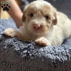 Buster/Mini Goldendoodle									Puppy/Male	/6 Weeks,Happy and playful male Mini Goldendoodle. Raised and socialized with children loves to play with his siblings. Puppies are vet checked and come with a 30 day health guarantee. 