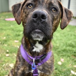 Adopt a dog:Mocha/Boxer / Mastiff/Female/1 Year 1 Month,Hi, I'm Mocha, it's so nice to meet you! I'm a sweet and gentle girl with a beautiful, goofy nature and the kindest eyes. In my previous home I was quite sheltered, so I haven't experienced much of the world yet! New sights and sounds can overwhelm me at times, but once I feel safe my loving nature really shines through! I thrive in calm, quiet environments and enjoy simple pleasures like lounging on the couch or strolling around the backyard. When the staff bring me up to the office I love to come up and lean on them for a bit of a pat. I am super sweet and just love to be around my favourite people. I would love if my family were home a bit more often like if they worked from home every now and then :). I'm looking for a patient and understanding owner who can introduce me to new experiences gradually, helping me build confidence at my own pace. With your love and consistency, I'm ready to blossom into the happy, secure dog I know I can be. My ideal home would be a quieter one with adults only or older children who can offer the patience and gentle handling I need. A secure, fenced yard would be ideal so that I can have in/outdoor access to explore at my own pace. I would also be best suited to a home with no other dogs. I can get along with other calm dogs, but high-energy animals are often too much for me. If you have a loving heart and a bit of extra patience, I could be the perfect companion for you. Please contact the shelter to meet me and start our journey together. Let's make my dream of a loving home come true! If you think you could be my new forever family, please fill out an application at   or contact the shelter directly on 0477 064 192 or email us at barc@rspcansw.org.au   RESTRICTIONS: -No children under 15 -Must be only dog -Experienced owner -Indoor/outdoor acce