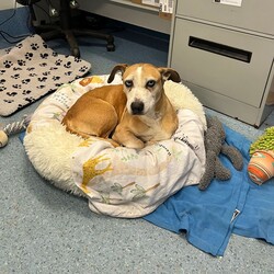 Betty/Welsh Corgi (Pembroke) / Staffordshire Bull Terrier/Female/9 Years 3 Months,Hi there! I’m Betty and I’m a very sweet mature lady who is ready to start a new chapter! I wasn’t in the best condition when I first arrived at the shelter, but I still LOOOOVEE people, and I would love to come home with you and give you all the snuggles on the lounge whilst we watch a movie! Or I’d love to have a nice nap in a round fluffy snuggle bed, they’re so comfy!  As you can probably tell, my legs look a little funny, don’t they? The technical name is “Angular Limb Deformity”, but you may also know it as ‘bow legged’ or ‘knee knocking’. They all mean that my legs are a bit bowed. The vets have checked me over, I can walk around normally, and I am not in pain, but it is important that I don’t become overweight in the future, as this can lead to arthritis. If at any point it seems like I am in pain when trying to walk, it would be best to take me to a vet for a check-up. Whilst I've been in RSPCA's care, I also had a biopsy performed on a lump on my mammary glands, which was a ‘Malignant mass’ (tumor), the tumor was completely removed with no abnormal tissue remaining. Should you be interested in adopting me, our RSPCA veterinarians are happy to provide you with more information.  My pearly whites just had an awesome clean and I had some teeth removed but there are no ongoing issues! So, sometimes I get a little bit worried about being on my own but with the help of my friends here at the shelter, I am starting to learn that some alone time isn’t such a bad thing! You see, all I’ll need is a nice long-lasting chew and something for me to do! I love playing with those cardboard boxes, especially if there’s some treats hidden in them! I have so much FUN when I get to go looking for treats hidden around the yard. Due to being a little Nanna dog, I won’t require lots of exercise, just enough to keep my mind active and sniff all the stuff and all the things!  I am a friendly dog but due to my excitement with making new friends, I will need to meet all my new friends to ensure we will get along! I’m sure we will though! I’ll also have to meet all members of the household, have secure fencing, indoor/outdoor access and ideally, I would love to have someone at home most of the time to hang out with in a peaceful, home environment. Don’t forget I give great cuddles, so I’ll make it worth your time!  Do you think you have all the love possible to give me? If so, I would love for you to come and meet me! All you must do is contact my people. They know what to do!   Requirements: 