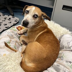 Betty/Welsh Corgi (Pembroke) / Staffordshire Bull Terrier/Female/9 Years 3 Months,Hi there! I’m Betty and I’m a very sweet mature lady who is ready to start a new chapter! I wasn’t in the best condition when I first arrived at the shelter, but I still LOOOOVEE people, and I would love to come home with you and give you all the snuggles on the lounge whilst we watch a movie! Or I’d love to have a nice nap in a round fluffy snuggle bed, they’re so comfy!  As you can probably tell, my legs look a little funny, don’t they? The technical name is “Angular Limb Deformity”, but you may also know it as ‘bow legged’ or ‘knee knocking’. They all mean that my legs are a bit bowed. The vets have checked me over, I can walk around normally, and I am not in pain, but it is important that I don’t become overweight in the future, as this can lead to arthritis. If at any point it seems like I am in pain when trying to walk, it would be best to take me to a vet for a check-up. Whilst I've been in RSPCA's care, I also had a biopsy performed on a lump on my mammary glands, which was a ‘Malignant mass’ (tumor), the tumor was completely removed with no abnormal tissue remaining. Should you be interested in adopting me, our RSPCA veterinarians are happy to provide you with more information.  My pearly whites just had an awesome clean and I had some teeth removed but there are no ongoing issues! So, sometimes I get a little bit worried about being on my own but with the help of my friends here at the shelter, I am starting to learn that some alone time isn’t such a bad thing! You see, all I’ll need is a nice long-lasting chew and something for me to do! I love playing with those cardboard boxes, especially if there’s some treats hidden in them! I have so much FUN when I get to go looking for treats hidden around the yard. Due to being a little Nanna dog, I won’t require lots of exercise, just enough to keep my mind active and sniff all the stuff and all the things!  I am a friendly dog but due to my excitement with making new friends, I will need to meet all my new friends to ensure we will get along! I’m sure we will though! I’ll also have to meet all members of the household, have secure fencing, indoor/outdoor access and ideally, I would love to have someone at home most of the time to hang out with in a peaceful, home environment. Don’t forget I give great cuddles, so I’ll make it worth your time!  Do you think you have all the love possible to give me? If so, I would love for you to come and meet me! All you must do is contact my people. They know what to do!   Requirements: 