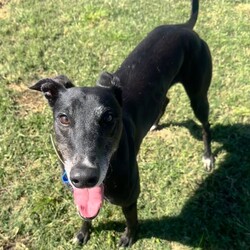 Ashley/Greyhound/Female/6 Years 5 Months,Hi everyone my name is Ashley and I am a super fun loving greyhound who is looking for her perfect match!! I am a medium energy girl, unlike other greyhounds I can be a bit jumpy and pushy when I want something from my humans, I have my moments of speed and zoomies but then I am happy to explore the yard and have a nap in the sun. I would love a bigger backyard with a fun zoom track for me to use, having indoor and outdoor access would be ideal for me as I do love the creature comforts of home and a nice comfy couch with my name on it sounds devine. I will not be suited to apartment living as I need access to a yard to do my zoomies when needed. My ideal home would be with older kids, I can be a bit snatching with my food and I love to have my own toys, I will need a family that can be respectful of that and continue to proactive trade outs with me. I would also like to be the only pet in the home, I have meet some dogs and walk well with them if they are calm but I do not enjoy them jumping on me and invading my personal space. I would love my new family to have some knowledge of my breed or have done some research about my needs. Requirements: -Must meet all family  –  No children under 12 -Must be only pet  –  Indoor/outdoor access (not suited to apartments) If you think I could be the girl for you please head into the shelter today and say hi, I would love to meet my new family and come home with you!! Love Ashley