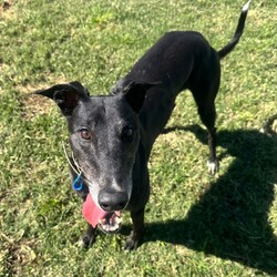 Ashley/Greyhound/Female/6 Years 5 Months,Hi everyone my name is Ashley and I am a super fun loving greyhound who is looking for her perfect match!! I am a medium energy girl, unlike other greyhounds I can be a bit jumpy and pushy when I want something from my humans, I have my moments of speed and zoomies but then I am happy to explore the yard and have a nap in the sun. I would love a bigger backyard with a fun zoom track for me to use, having indoor and outdoor access would be ideal for me as I do love the creature comforts of home and a nice comfy couch with my name on it sounds devine. I will not be suited to apartment living as I need access to a yard to do my zoomies when needed. My ideal home would be with older kids, I can be a bit snatching with my food and I love to have my own toys, I will need a family that can be respectful of that and continue to proactive trade outs with me. I would also like to be the only pet in the home, I have meet some dogs and walk well with them if they are calm but I do not enjoy them jumping on me and invading my personal space. I would love my new family to have some knowledge of my breed or have done some research about my needs. Requirements: -Must meet all family  –  No children under 12 -Must be only pet  –  Indoor/outdoor access (not suited to apartments) If you think I could be the girl for you please head into the shelter today and say hi, I would love to meet my new family and come home with you!! Love Ashley