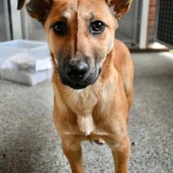 Wyatt/Australian Kelpie/Male/7 Months,Hi, my name is Wyatt and I'm the sweetest boy you'll ever meet! I'm a 6 month old Kelpie X looking for my forever home, could that be with you? I am looking for a loving home with a family that will show me lots of patience and kindness as I continue to learn about the big wide world around me. I'm still building up my confidence to explore new things and need time to get used to everything that life can throw at me, but with the right family I know I will thrive! I am a social kid and will often look to my people for guidance and reassurance. I enjoy getting pats from my humans, however sometimes too much touch can be a bit overwhelming for me as I am still getting used to what humans need from me. I would therefore be best suited to home with no young children as they might find it hard to understand when I have had enough and need my space. I would love my new home to be nice and peaceful with not too many people coming in and out of the home. It would also be great if my new family had prior experience with dog behaviour and are able to understand why I do the things that I do. I respond best to positive training so I can learn in a nice and fun way at my own pace! If you think that your home would be a good fit please fill out an application online at   or call 0477 064 192 and the team at BARC will be in touch to arrange a meet and greet. Love, Wyatt x Requirements: