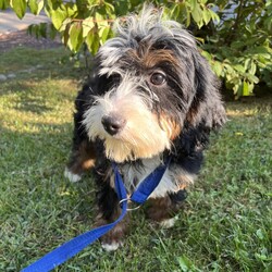 Adopt a dog:Oolong/Bernedoodle/Female/Baby,hi Oolong!

This sweet girl is a 3-month-old bernadoodle. She and her siblings came to us when the Lancaster breeder didn't sell them quickly enough. She is 15 lbs. and we are expecting her to be on the medium/bigger size.

The whole group is wonderful! They are friendly, happy and sweet. They love all people and have already mastered the sad puppy eyes when they are trying to get away with puppy mischief or if you give them a bath. They will be wonderful additions to any homes.

She will need to meet any resident dogs.

At this age, puppy classes will be very important so she could grow into the best dog possible.

She come spayed, vaccinated, dewormed, microchipped and 4dx tested. 

**If you are serious about adoption, please fill out the adoption application on our website www.phoenixanimalrescue.com Her adoption fee is $550**

Phoenix Animal Rescue
Chester Springs, PA
Kennel License #5152