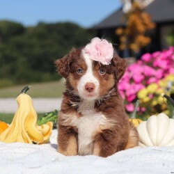 Sally/Miniature Australian Shepherd									Puppy/Female	/7 Weeks,Meet Sally, an adorable and lively AKC Australian Shepherd with a striking coat and bright, intelligent eyes. Her beauty is matched by her confident and cheerful personality, making her truly one-of-a-kind. Her friendly, outgoing nature lights up any room, and her enthusiasm is contagious. She’s growing up surrounded by love and receiving lots of attention, ensuring she’ll adapt smoothly to her new home. Her Mama, Candy is a sweet 18 lb Aussie with a heart of gold, while her dad, Dallas, is a 30 lb adventurous and intelligent Aussie. Sally comes to her new family with a completed vet exam, up-to-date on vaccines and deworming, microchipped, and backed by a one-year genetic health guarantee. AKC registration paperwork is also included. For more information or to schedule a visit, please call us anytime Monday through Saturday. -Wes & Karen Miller