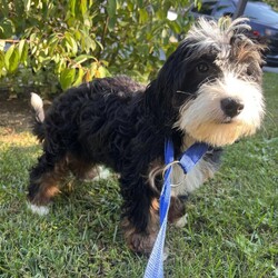 Adopt a dog:Oolong/Bernedoodle/Female/Baby,hi Oolong!

This sweet girl is a 3-month-old bernadoodle. She and her siblings came to us when the Lancaster breeder didn't sell them quickly enough. She is 15 lbs. and we are expecting her to be on the medium/bigger size.

The whole group is wonderful! They are friendly, happy and sweet. They love all people and have already mastered the sad puppy eyes when they are trying to get away with puppy mischief or if you give them a bath. They will be wonderful additions to any homes.

She will need to meet any resident dogs.

At this age, puppy classes will be very important so she could grow into the best dog possible.

She come spayed, vaccinated, dewormed, microchipped and 4dx tested. 

**If you are serious about adoption, please fill out the adoption application on our website www.phoenixanimalrescue.com Her adoption fee is $550**

Phoenix Animal Rescue
Chester Springs, PA
Kennel License #5152