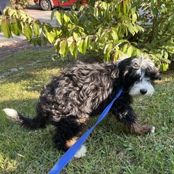 Adopt a dog:Oolong/Bernedoodle/Female/Baby,hi Oolong!

This sweet girl is a 3-month-old bernadoodle. She and her siblings came to us when the Lancaster breeder didn't sell them quickly enough. She is 15 lbs. and we are expecting her to be on the medium/bigger size.

The whole group is wonderful! They are friendly, happy and sweet. They love all people and have already mastered the sad puppy eyes when they are trying to get away with puppy mischief or if you give them a bath. They will be wonderful additions to any homes.

She will need to meet any resident dogs.

At this age, puppy classes will be very important so she could grow into the best dog possible.

She come spayed, vaccinated, dewormed, microchipped and 4dx tested. 

**If you are serious about adoption, please fill out the adoption application on our website www.phoenixanimalrescue.com Her adoption fee is $550**

Phoenix Animal Rescue
Chester Springs, PA
Kennel License #5152