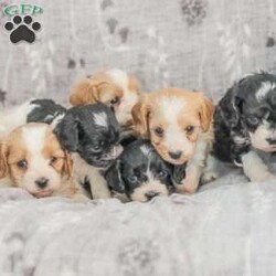 Jeremy/Cavapoo									Puppy/Male	/5 Weeks,Adorable, Playful, and Friendly! These Cavapoo puppies are family raised with lots of love and attention!