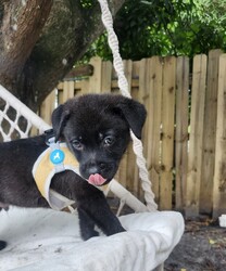 Adopt a dog:Max/Mixed Breed/Male/Baby,Meet Max: The Sweetest Puppy!

Max is a delightful black mixed breed puppy who has captured everyone's hearts with his gentle and loving nature. This little guy is the epitome of sweetness and is always ready to shower you with affection.

Max is incredibly well-behaved and gets along wonderfully with other dogs, children, and all people. His playful spirit and boundless energy make him a joy to be around. Whether he's chasing after a ball, splashing in water, or simply cuddling up for a nap, Max brings happiness wherever he goes.

Despite his playful side, Max also knows how to relax and enjoy quiet moments. He loves to snuggle and will happily curl up next to you for some quality cuddle time. His calm demeanor and loving personality make him the perfect companion for any family.

Max is looking for a forever home where he can continue to spread joy and love. If you're ready to welcome this sweet, good-natured puppy into your life, Max is ready to meet you!

Are you ready to give Max the loving home he deserves? Contact us today to learn more about this wonderful pup!