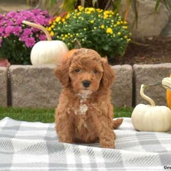 Cash/Mini Goldendoodle									Puppy/Male	/August 3rd, 2024,Check out Cash, a playful F1BB Mini Goldendoodle puppy! This sweet boy is family-raised with children and socialized, making him an excellent fit for anyone interested in adopting. Also, Cash is vet checked and up to date on vaccinations & dewormer, plus the breeder provides a 30-day health guarantee. If you want to learn more about this happy pup and how to meet him, please call the breeder today!