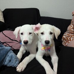 Daisy/Great Pyrenees/Female/Baby Adopt a dog:Daisy/Great Pyrenees/Female/Baby,My name is Daisy and I’m a female 11 week old Great Pyrenees/Lab mix. I am extremely sweet and pretty calm for a puppy! I love people, especially when they give me snuggles. I’m great with kids and other dogs. I’m even good with cats. I’m doing well with potty and crate training too!
Apply to adopt me here: https://form.jotform.com/241117932808154