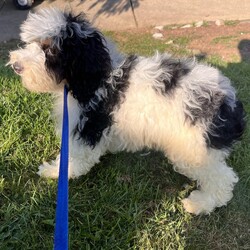 Adopt a dog:Kambucha/Bernedoodle/Female/Baby,hi Kambucha!

This sweet girl is a 3-month-old bernadoodle. She and her siblings came to us when the Lancaster breeder didn't sell them quickly enough. She is 15 lbs. and we are expecting her to be on the medium/bigger size.

The whole group is wonderful! They are friendly, happy and sweet. They love all people and have already mastered the sad puppy eyes when they are trying to get away with puppy mischief or if you give them a bath. They will be wonderful additions to any homes.

She will need to meet any resident dogs.

At this age, puppy classes will be very important so she could grow into the best dog possible.

She come spayed, vaccinated, dewormed, microchipped and 4dx tested. 

**If you are serious about adoption, please fill out the adoption application on our website www.phoenixanimalrescue.com Her adoption fee is $550**

Phoenix Animal Rescue
Chester Springs, PA
Kennel License #5152