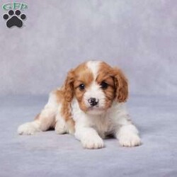 Stan/Cavapoo									Puppy/Male	/5 Weeks,Meet Stan, the adorable F1 Cavapoo who’s searching for his perfect forever home! This sweet little pup has been raised in a loving family and is well-socialized, making him the ideal companion for kids and adults alike. Stan has been vet checked and is up to date on all his vaccines and de-worming to ensure he’s healthy and ready to play. His parents are AKC registered and have been health tested, so you can trust that he comes from a great background. Whether you want to pick him up or need delivery options, we’re here to help. Stan is full of love and ready to fill your home with joy. Don’t miss out on the chance to bring this little bundle of happiness into your life!