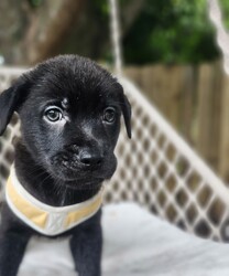 Max/Mixed Breed/Male/Baby