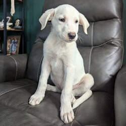 Daisy/Great Pyrenees/Female/Baby Adopt a dog:Daisy/Great Pyrenees/Female/Baby,My name is Daisy and I’m a female 11 week old Great Pyrenees/Lab mix. I am extremely sweet and pretty calm for a puppy! I love people, especially when they give me snuggles. I’m great with kids and other dogs. I’m even good with cats. I’m doing well with potty and crate training too!
Apply to adopt me here: https://form.jotform.com/241117932808154