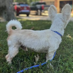 Adopt a dog:Louie/West Highland White Terrier / Westie/Male/Adult,Meet Louie, a 2-year-old West Highland Terrier mix weighing in at 8 pounds. He has a playful spirit and simply adores people, other dogs, and cats. He wears a long white coat that will need to be groomed every few weeks. Despite his independent streak, Louie is a loyal companion who thrives on companionship. His playful, curious nature makes him a delightful pet, and his independent streak means he's content to entertain himself. Adopt Louie and bring home a friend who will keep you entertained, make you laugh, and give you a lifetime of love. (ME, 8/30/24) **It is rare that we know with certainty the ages or mixes that make up our dogs, but we do our best to be as accurate as possible based upon our experience. ** Adoption fee: $395 covers quarantine, shots, worming, medical records, spaying/neutering, microchip, and an Alabama State Health Certificate. Transport, if needed is $160. We consider the transport to be of great importance and, as such, take particular care of the dogs during the trip. We make every effort to arrive with healthy and minimally stressed dogs.