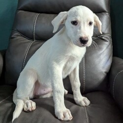 Daisy/Great Pyrenees/Female/Baby Adopt a dog:Daisy/Great Pyrenees/Female/Baby,My name is Daisy and I’m a female 11 week old Great Pyrenees/Lab mix. I am extremely sweet and pretty calm for a puppy! I love people, especially when they give me snuggles. I’m great with kids and other dogs. I’m even good with cats. I’m doing well with potty and crate training too!
Apply to adopt me here: https://form.jotform.com/241117932808154