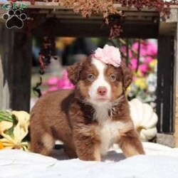 Sally/Miniature Australian Shepherd									Puppy/Female	/7 Weeks,Meet Sally, an adorable and lively AKC Australian Shepherd with a striking coat and bright, intelligent eyes. Her beauty is matched by her confident and cheerful personality, making her truly one-of-a-kind. Her friendly, outgoing nature lights up any room, and her enthusiasm is contagious. She’s growing up surrounded by love and receiving lots of attention, ensuring she’ll adapt smoothly to her new home. Her Mama, Candy is a sweet 18 lb Aussie with a heart of gold, while her dad, Dallas, is a 30 lb adventurous and intelligent Aussie. Sally comes to her new family with a completed vet exam, up-to-date on vaccines and deworming, microchipped, and backed by a one-year genetic health guarantee. AKC registration paperwork is also included. For more information or to schedule a visit, please call us anytime Monday through Saturday. -Wes & Karen Miller