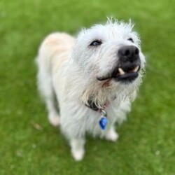 Luna/Australian Silky Terrier / Jack Russell Terrier (Smooth)/Female/4 Years 10 Months,Hi there! I'm Luna, a 4 year old Terrier cross with a heart full of love and a bit of nervous energy. Here’s a little bit about me and what I’m looking for in my forever home. I’m a sweet and loving girl who really enjoys the company of other dogs, especially those who are around my size. I came into the shelter with some doggy buddies and I lived with 3 other dogs in my foster home. I really thrive when I have a furry friend around, so having another small dog in the home would be wonderful for me! I can be a bit of a nervous Nellie, especially when settling into new places. When I first arrived at the shelter and even now in my foster home, I’ve shown some anxious behaviors like barking as I try to adjust. Because of this, I’ll need an experienced owner who can help me feel safe and build up my confidence. I might need a bit of time to get used to being alone, and it’s important that my new family can create a calm, secure environment for me. I haven’t met any children in my foster home, so I’d prefer to meet the whole family to make sure I'm comfortable around them first. It's best if everyone in the family meets me before we make things official so we can be sure we’re a perfect match. Overall, I’m a sweet and affectionate girl who just needs a bit of patience and understanding. If you think you’re the right person to help me come out of my shell and give me the loving home I need, I’d love to meet you! Lots of love, Luna xx -Experienced owner -Must meet all family -Must go home with another dog -Free vet consult