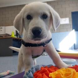 Adopt a dog:Groot/Maremma Sheepdog/Male/4 Months,Hi, I'm Groot and I am a special little boy who is now on the search for my new forever home! Is that going to be with you? As I am a Maremma I will need a family that understands my breed and what I was made to do. As a guardian breed, I will need a lot of socialization and ongoing training to make sure that I become a nice well rounded little man. You will need to understand the management I will need in a home due to my breed behaviors. As a young pup I will need solid and secure fencing as well as indoor and outdoor access. I will not be suited to apartment living and will need a large yard to roam in. It would also be best for me if there was someone home all the time while I am settling in. This will help me build my bonds with my new family and make me feel safe in the home! This will help me feel calm and relaxed throughout my day. I have shown some social behaviors with other dogs but can still show some fear with big boisterous dogs so we will have to make sure if you have a canine, we are the right match. I will need to meet all family members on the day of my adoption especially any little kids to make sure we are the right fit. Requirements: If you think that your home is perfect for little Groot, please place an application in at  Love and Wiggles from Groot! Xxoo