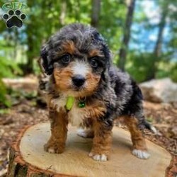 Atlas/Mini Bernedoodle									Puppy/Male	/July 27th, 2024,Beartown Doodles is excited to introduce Atlas from the Galaxy litter. He is a sweet mini bernedoodle puppy raised with lots of love. Atlas would love to have someone to be his furever companion. Mama Molly did an amazing job raising this litter, she is a 30lb mini bernedoodle who is very loving and affectionate. Enzo (Dad) is a beautiful blue merle   mini bernedoodle. Both parents are genetic health tested giving you peace of mind that you will be getting a healthy puppy.