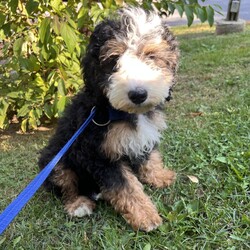 Adopt a dog:Lapsang/Bernedoodle/Male/Baby,hi Lapsang!

This good boy is a 3-month-old bernadoodle. He and his siblings came to us when the Lancaster breeder didn't sell them quickly enough. He is 15 lbs. and we are expecting him to be on the medium/bigger size.

The whole group is wonderful! They are friendly, happy and sweet. They love all people and have already mastered the sad puppy eyes when they are trying to get away with puppy mischief or if you give them a bath. They will be wonderful additions to any homes.

He will need to meet any resident dogs.

At this age, puppy classes will be very important so he could grow into the best dog possible.

He will come neutered, vaccinated, dewormed, microchipped and 4dx tested. 

**If you are serious about adoption, please fill out the adoption application on our website www.phoenixanimalrescue.com His adoption fee is $550**

Phoenix Animal Rescue
Chester Springs, PA
Kennel License #5152