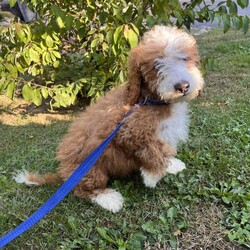 Adopt a dog:Earl Grey/Bernedoodle/Male/Baby,hi Earl Grey!

This good boy is a 3-month-old bernadoodle. He and his siblings came to us when the Lancaster breeder didn't sell them quickly enough. He is 15 lbs. and we are expecting him to be on the medium/bigger size.

The whole group is wonderful! They are friendly, happy and sweet. They love all people and have already mastered the sad puppy eyes when they are trying to get away with puppy mischief or if you give them a bath. They will be wonderful additions to any homes.

He will need to meet any resident dogs.

At this age, puppy classes will be very important so he could grow into the best dog possible.

He will come neutered, vaccinated, dewormed, microchipped and 4dx tested. 

**If you are serious about adoption, please fill out the adoption application on our website www.phoenixanimalrescue.com His adoption fee is $550**

Phoenix Animal Rescue
Chester Springs, PA
Kennel License #5152